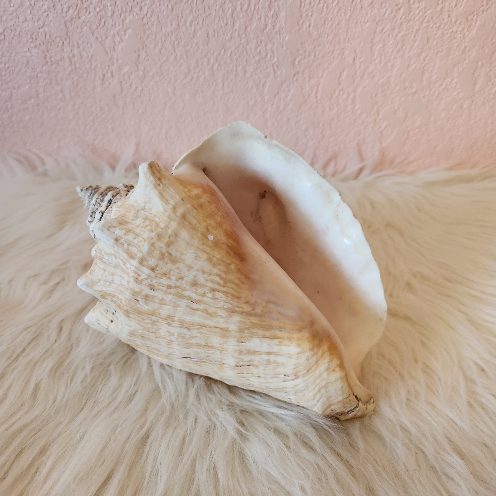 Decorative Large Conch Beach Seashell Coastal Cowgirl Accent Piece
